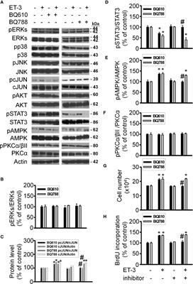 Investigation of the Molecular Mechanisms by Which Endothelin-3 Stimulates Preadipocyte Growth